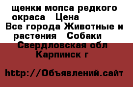 щенки мопса редкого окраса › Цена ­ 20 000 - Все города Животные и растения » Собаки   . Свердловская обл.,Карпинск г.